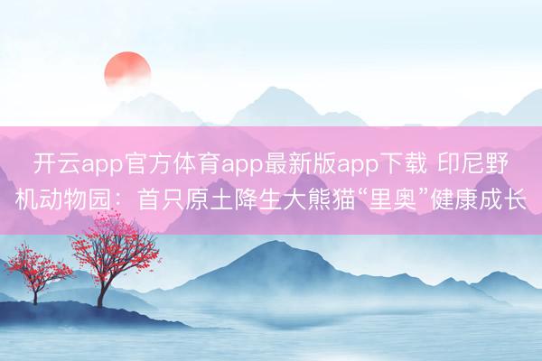 开云app官方体育app最新版app下载 印尼野机动物园：首只原土降生大熊猫“里奥”健康成长